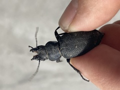 Carabus brandti
