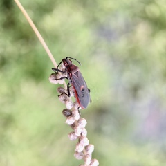 Leptocoris mitellatus