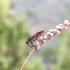 Leptocoris mitellatus
