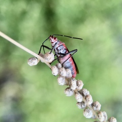 Leptocoris mitellatus