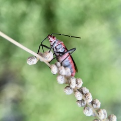 Leptocoris mitellatus