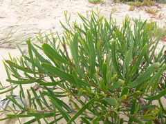 Acacia cupularis