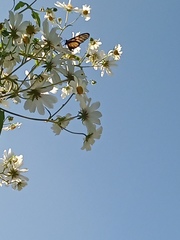 Dircenna kolijkensis