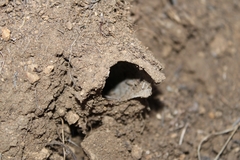 Bothriocyrtum californicum