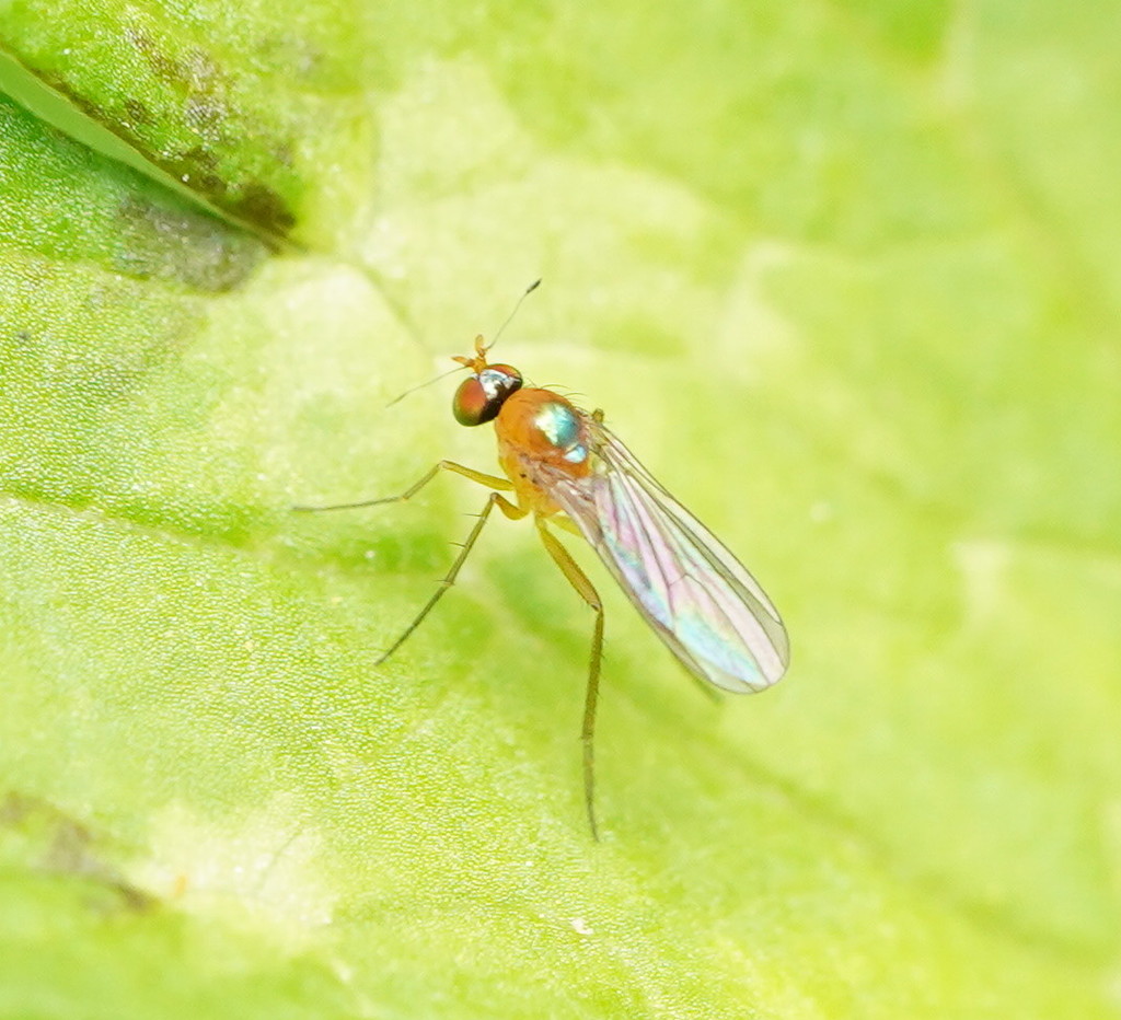 Yumbera