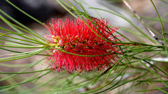 Melaleuca orophila