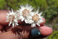 Achyranthemum argenteum