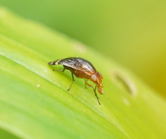 Depressa striatipennis