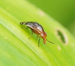 Depressa striatipennis