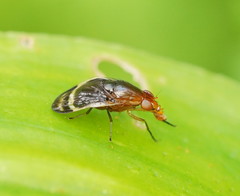 Depressa striatipennis