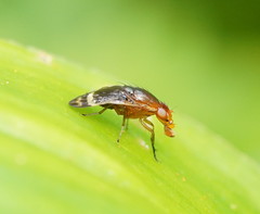 Depressa striatipennis