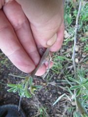 Neolasioptera lupini