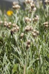 Antennaria carpatica