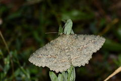 Herochroma crassipunctata