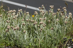 Antennaria carpatica