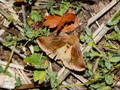 Autographa bractea