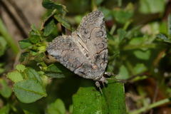 Bryophila rueckbeili