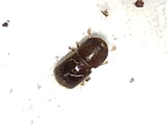 Xylosandrus compactus