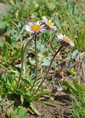 Erigeron lachnocephalus