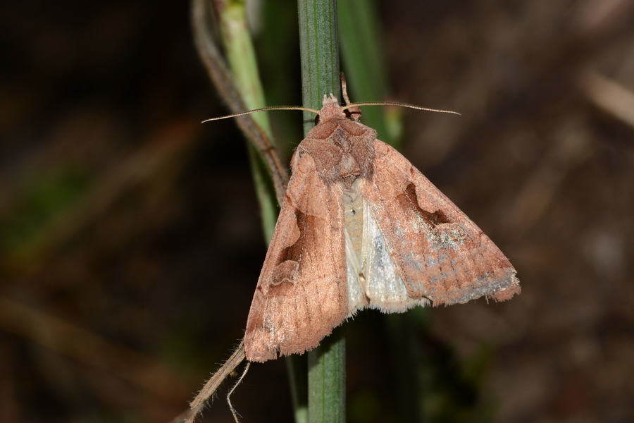 Eugnorisma trigonica