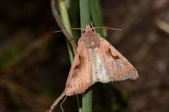 Eugnorisma trigonica