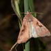 Eugnorisma trigonica - Photo (c) Pavel Gorbunov, algunos derechos reservados (CC BY-NC), subido por Pavel Gorbunov