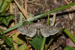 Eupithecia hilariata