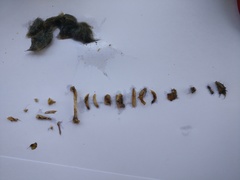 Milvus migrans parasitus