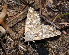 Phoebophilus amoenus