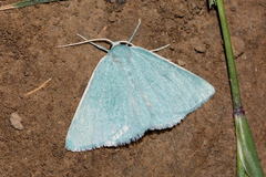 Pseudoterpna simplex