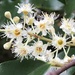 Prunus spinulosa - Photo (c) JODY HSIEH, algunos derechos reservados (CC BY-NC), subido por JODY HSIEH