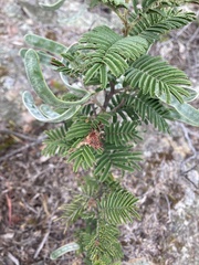 Acacia constablei