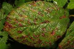 Sphaerulina westendorpii