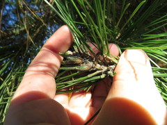 Thecodiplosis piniradiatae