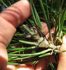 Thecodiplosis piniradiatae