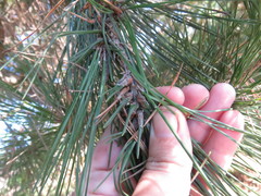 Thecodiplosis piniradiatae