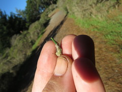 Thecodiplosis piniradiatae