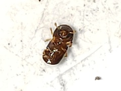 Xylosandrus compactus