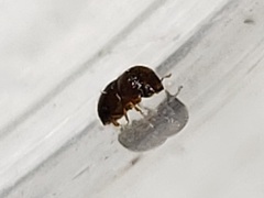 Xylosandrus compactus