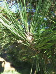 Thecodiplosis piniradiatae