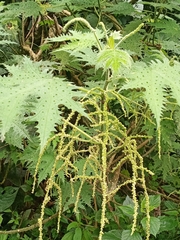 Girardinia diversifolia