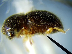 Xylosandrus compactus