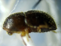 Xylosandrus compactus