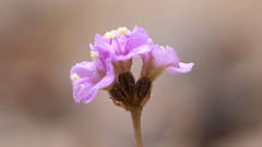Boerhavia dominii