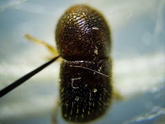 Xylosandrus compactus