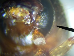 Xylosandrus compactus