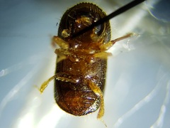 Xylosandrus compactus