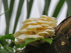 Fungi