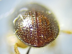 Xylosandrus compactus