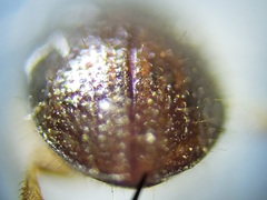 Xylosandrus compactus